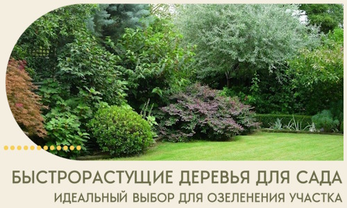 Быстрорастущие деревья для сада идеальный выбор в Энгельсе