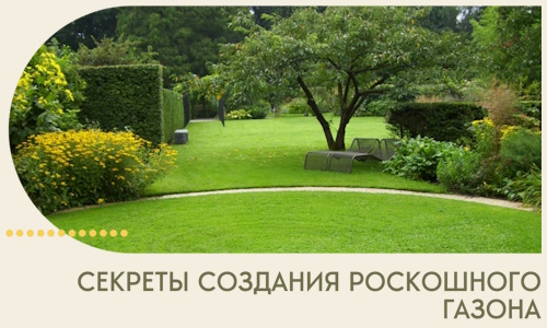 Секреты создания роскошного газона в Энгельсе